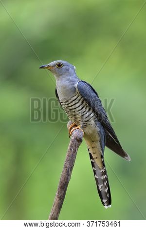 Himalayan Cuckoo (cuculus Saturatus) Beautiful Grey Bird Calmly Sitting On Dried Wooden Branch Over 