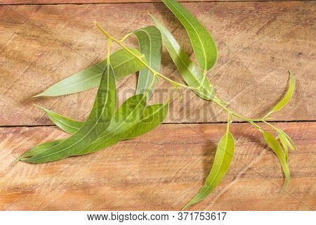 Fresh Eucalyptus Leaves On Wooden Background - Eucalyptus Globulus