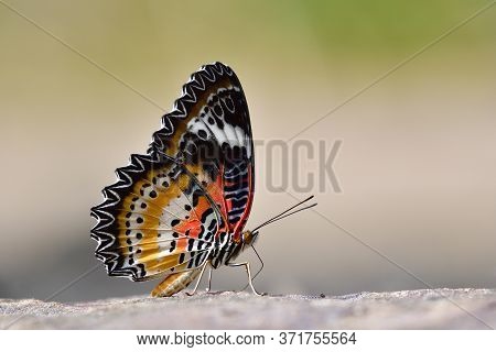 Leopard Lacewing (cethosia Cyane) Most Beautiful Red To Yellow And Black Stripe With White Lines Ove
