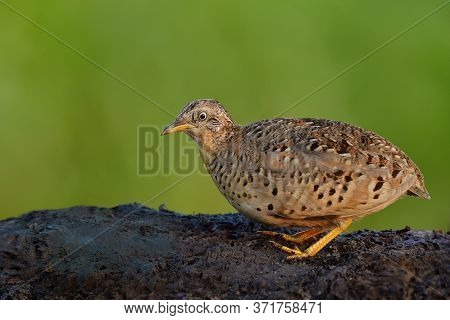Male Of Yellow-legged Buttonquail (turnix Tanki) Beautiful Camouflage Brown With Yellow Legs Standin