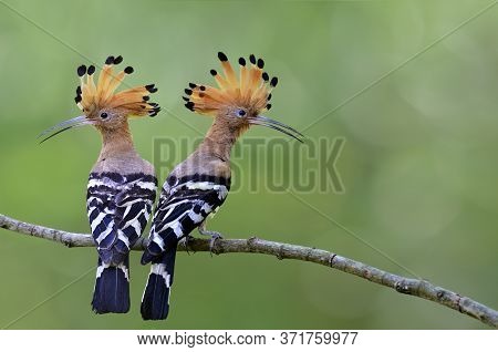 Pair Of Common Or Eurasian Hoopoe, Beautiful Brown Crested Birds Lean Against Each Other As Good Fri