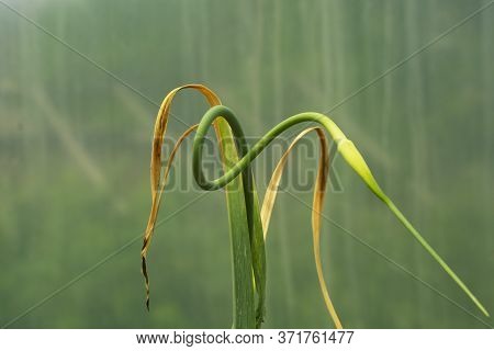 Garlic Leaves Damaged By Diseases And Lack Of Moisture.