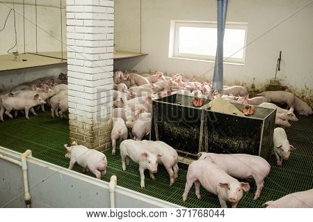 Pig Factory Farming Is A Subset Of Pig Farming And Of Industrial Animal Agriculture