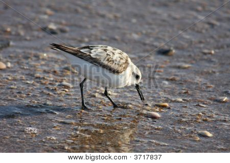Ufer Vogel