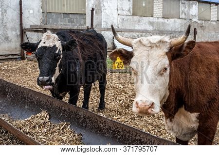 Cows On The Farm In A Stall. Meat Breed Of Bulls And Cows At The Cattle Factory