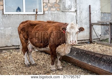 Cows On The Farm In A Stall. Meat Breed Of Bulls And Cows At The Cattle Factory