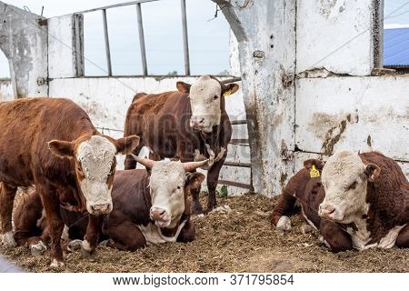 Cows On The Farm In A Stall. Meat Breed Of Bulls And Cows At The Cattle Factory