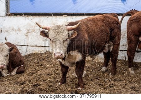 Cows On The Farm In A Stall. Meat Breed Of Bulls And Cows At The Cattle Factory