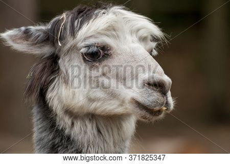 Close Up Of A Single Alpaca In An Animal Park In Germany