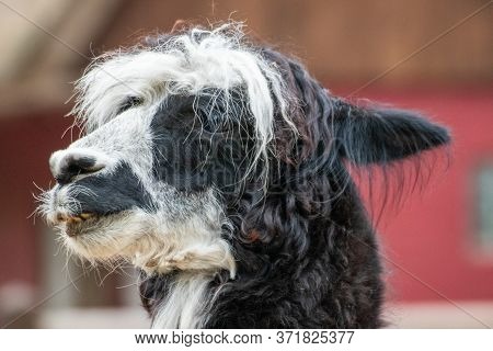 Close Up Of A Single Alpaca In An Animal Park In Germany