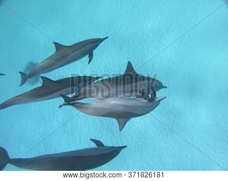 red sea reef under water egypt sea good holiday animals sea under water coral reef staya place marsa alam turtle underwater eats so good