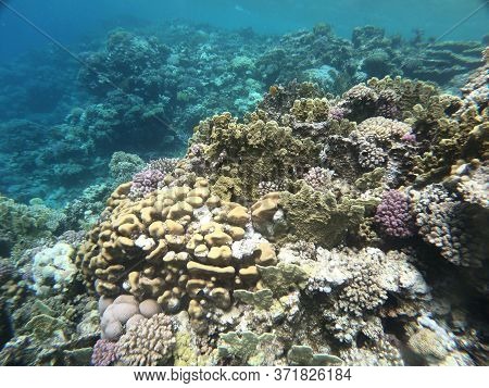 red sea reef under water egypt sea good holiday animals sea under water coral reef staya place marsa alam turtle underwater eats so good
