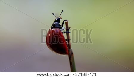 Salvador, Bahia / Brazil - June 16, 2020: Coleopteran Insects Of The Family Coccinellidaee, Popularl