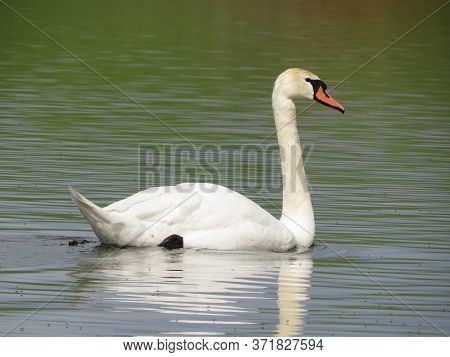 Beautiful White Swans Swim On The Lake