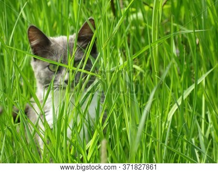 Gray Small Cat In The Green Grass
