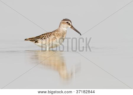 Broad-billed Sandpiper