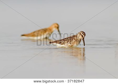นกปากซ่อมเรียกกว้างและ Dunlin