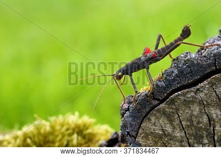 Stick Insect Peruphasma Schultei On Dry Wood With Green Background. Very Colorful Insects Like A Pet