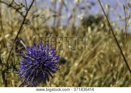 Violet Echinops Bannaticus Flower With Bee Over Close Up On Yellow Dry Grass Background