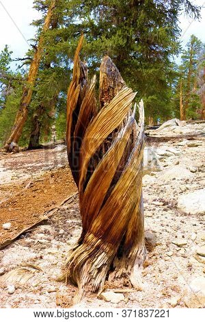 Twisted Wood Caused From Harsh Weather Conditions On A Tree Stump Taken At A Lodgepole Pine Forest I