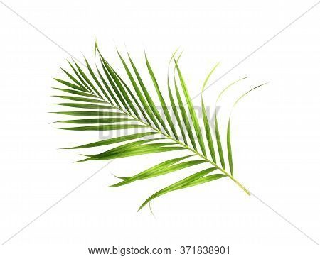 Tropical Nature Green Palm Leaf Isolated On White Pattern Background