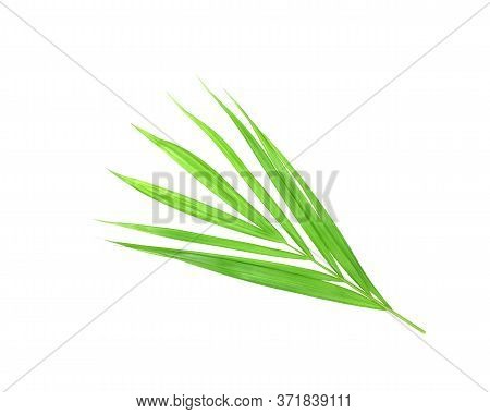 Tropical Nature Green Palm Leaf Isolated On White Pattern Background