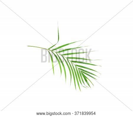 Tropical Nature Green Palm Leaf Isolated Pattern Background