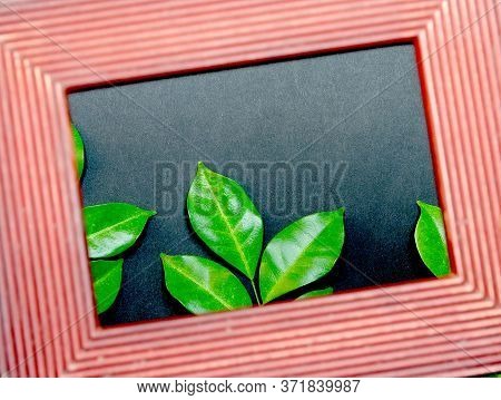Tropical Nature Green Leaf In Picture Frame On Colorful Background