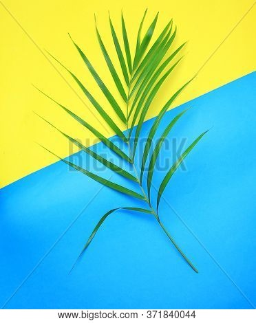 Tropical Nature Green Palm Leaf On Colorful Background