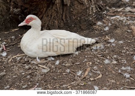 The Muscovy Duck Is White With The Red Lessions