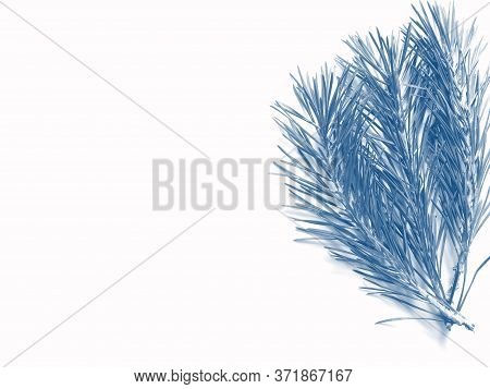Part Of The Pine Branch. Isolated On White Background. Phantom Blue