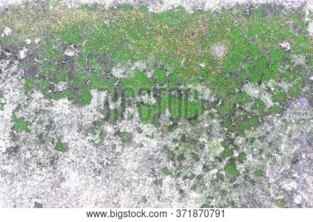 Background Texture: The Surface Of Old Concrete Slab Covered With Moss Or Algae