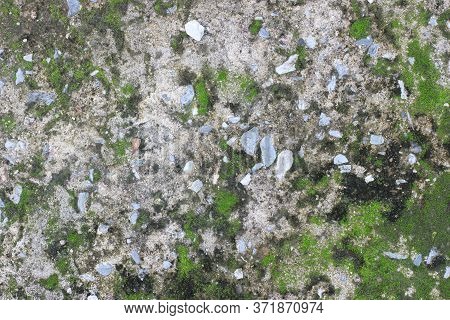 Background Texture: The Surface Of Old Concrete Slab Covered With Moss Or Algae