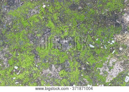 Background Texture: The Surface Of Old Concrete Slab Covered With Moss Or Algae