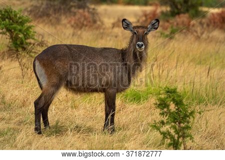 Female Defassa Waterbuck Stands Staring At Camera