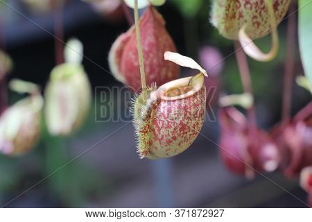 Nepenthes Tree, Tropical Pitcher Plants Growth In Nature