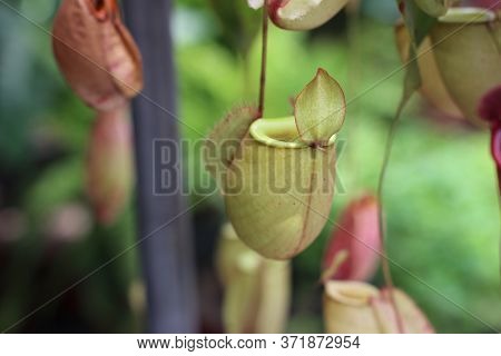 Nepenthes Tree, Tropical Pitcher Plants Growth In Nature