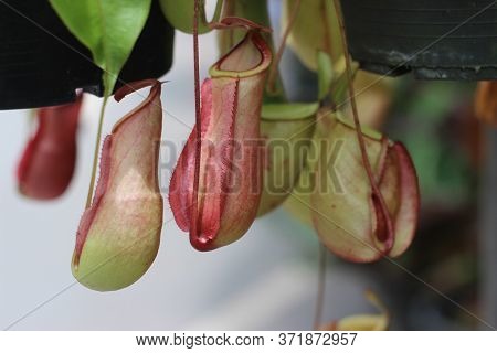 Nepenthes Tree, Tropical Pitcher Plants Growth In Nature