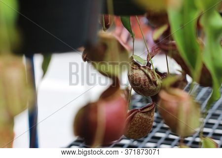 Nepenthes Tree, Tropical Pitcher Plants Growth In Nature
