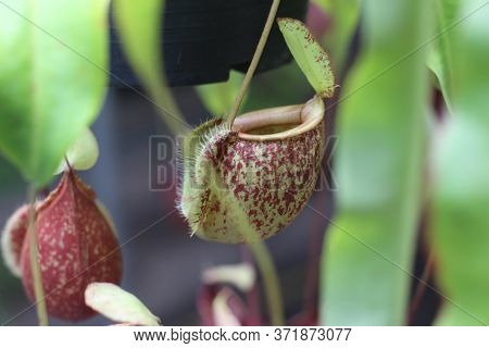 Nepenthes Tree, Tropical Pitcher Plants Growth In Nature