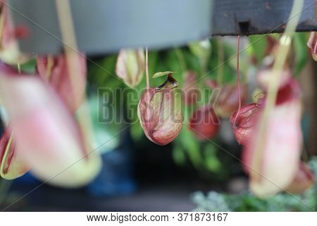 Nepenthes Tree, Tropical Pitcher Plants Growth In Nature