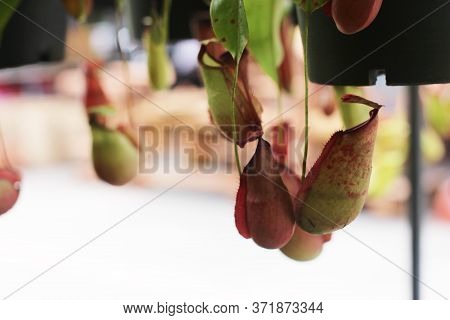 Nepenthes Tree, Tropical Pitcher Plants Growth In Nature