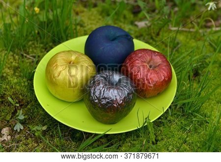 Magic Poisonous Or Painted With Acrylic Apples On The Plate In The Garden. Esoteric, Gothic And Occu