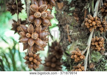 Closeup Crowd Of Fresh Salak, Or Snake Fruit, Hanging From The Salacca Tree With Blurred Group Of Sa