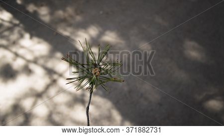 Branch Of A Pine Tree Against A Grey Asphalt. Pine Tree.