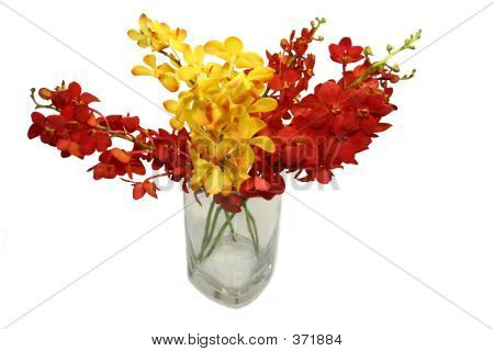 Rode en gele orchideeën