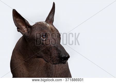 Close Up Portrait Of Xoloitzcuintle, Or Mexican Hairless Breed, Ancient And Unsusual Dog, With Dark 