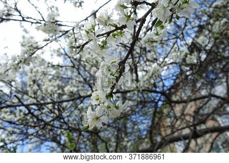 Clear Blue Sky And Blossoming Branches Of Sour Cherry Tree