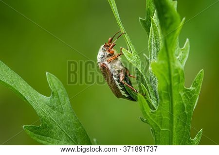 A Maybug (melolontha Melolontha) Sitting On A Green Plant, Cloudy Day In Springtime