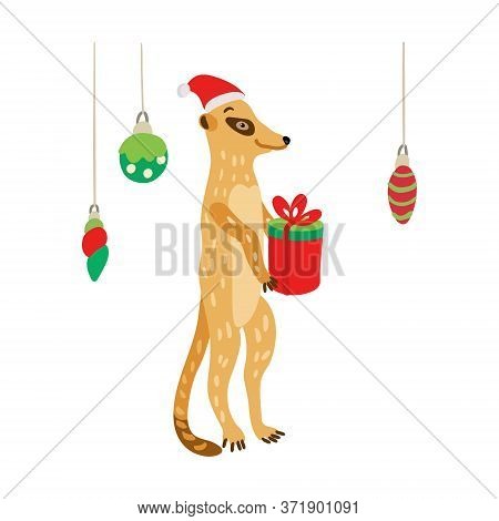 A Cute Meerkat Wearing Santa Hat With A Gift. Suricata Suricatta Is Ready To Celebrate Christmas Or 